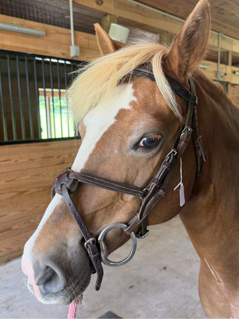 Brown figure 8 leather schooling bridle pony